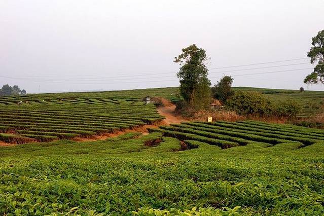 西双版纳龙园茶场