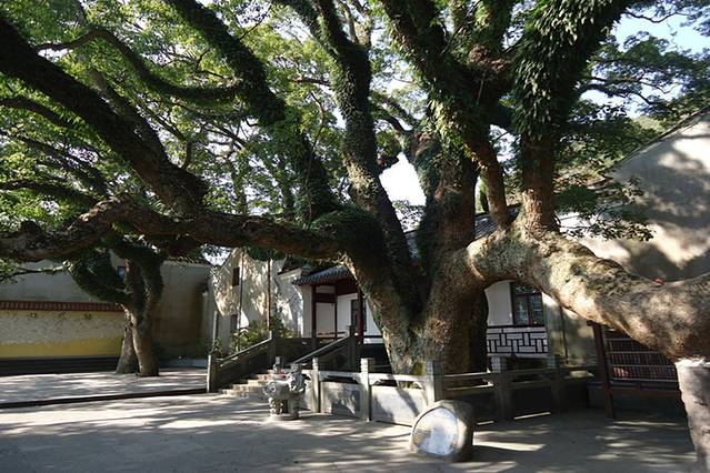 普陀山风景名胜区樟香园-千年古樟