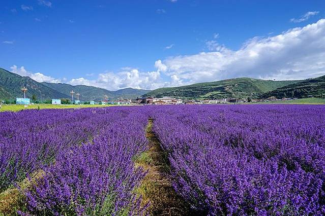 薰衣草花田