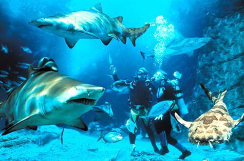 釜山SEA LIFE水族馆