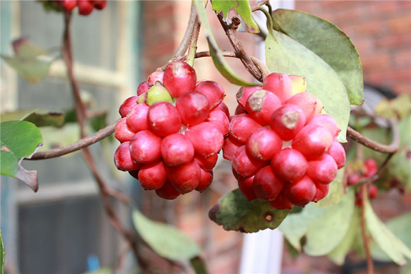神秘果是只能在云南尝到,是一种会改变人味觉感官的神奇的水果.