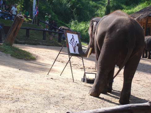 清道大象训练中心