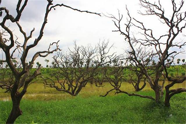 鹤之洲湿地公园