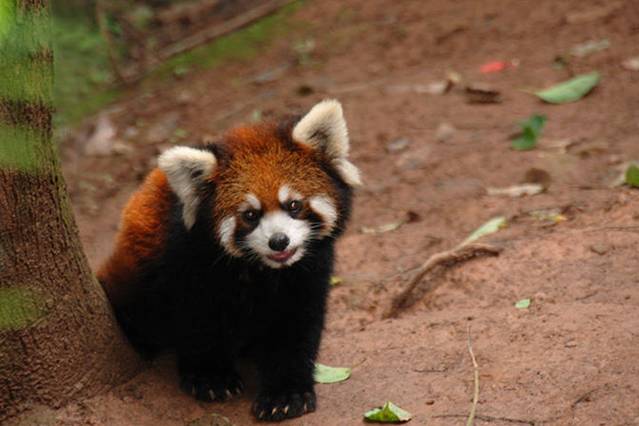 重庆野生动物世界