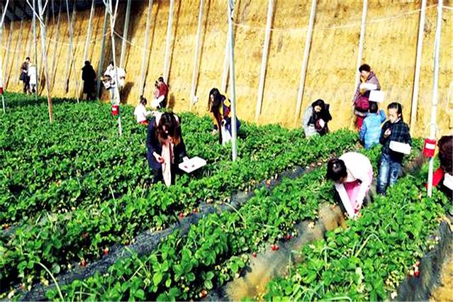 江俊农业生态园