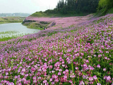 龙湾国家湿地公园旅游景点图片