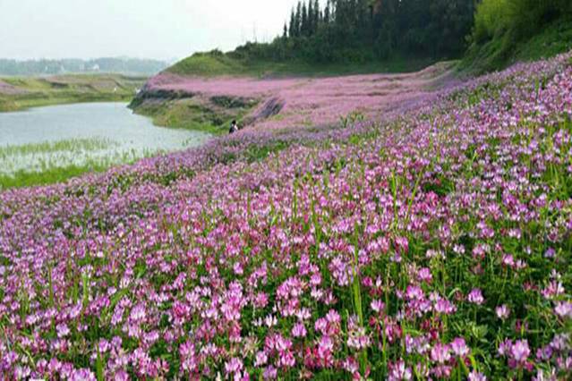 龙湾国家湿地公园