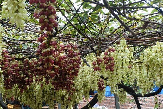 清远市（市花）禾雀花基地