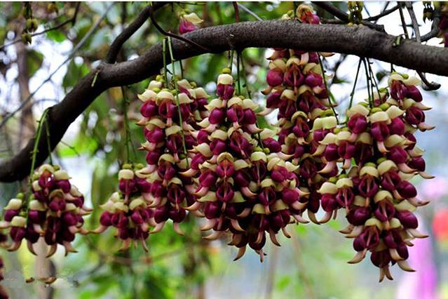 清远市（市花）禾雀花基地