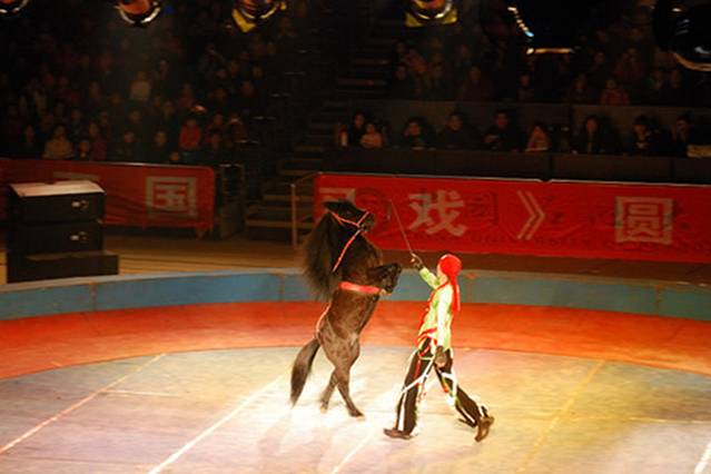 大同五国皇家马戏