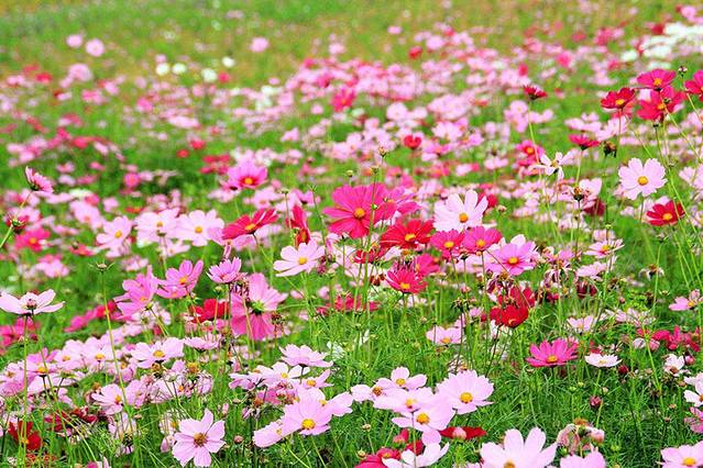 大鹏普罗旺斯花海