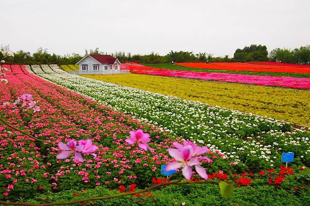 大鹏普罗旺斯花海