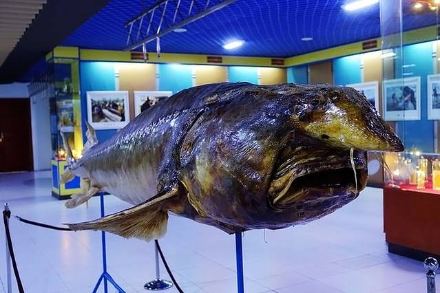 抚远黑龙江鱼展馆