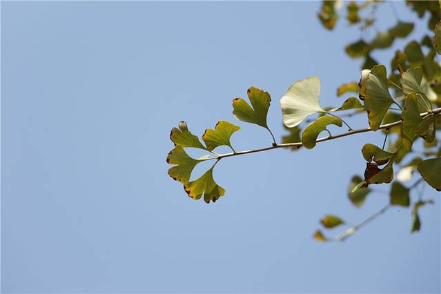 桂阳县茶场银杏林