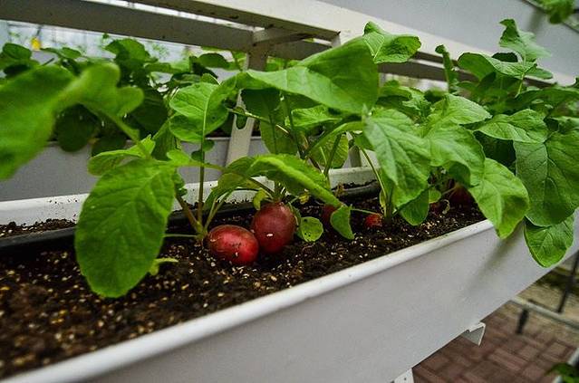 长兴花卉植物园