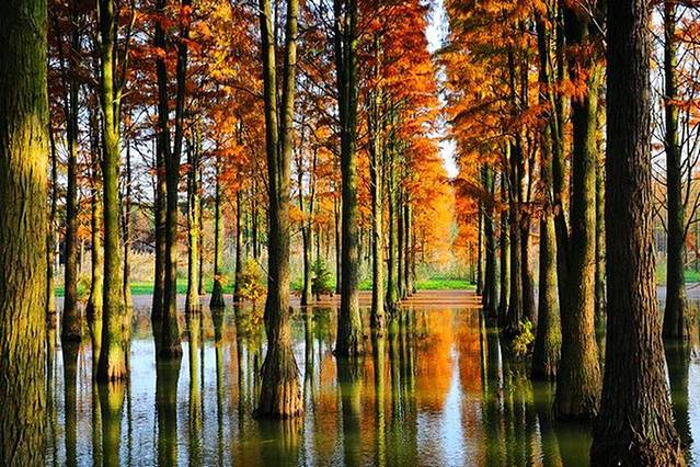 上海青西郊野公园