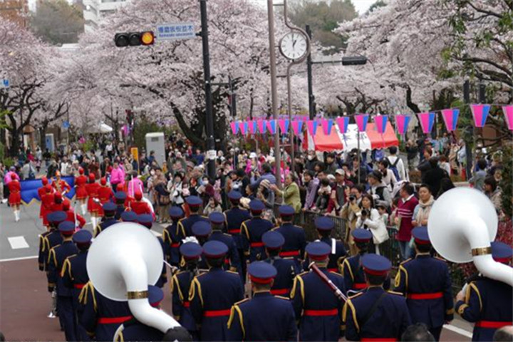 文京樱花节