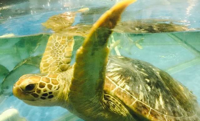 海棠湾聚鼎香海鲜坊(海昌梦幻不夜城店)