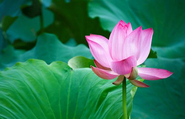 松梅园食坊(文献楼店)