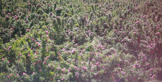 河北圣地玫瑰谷