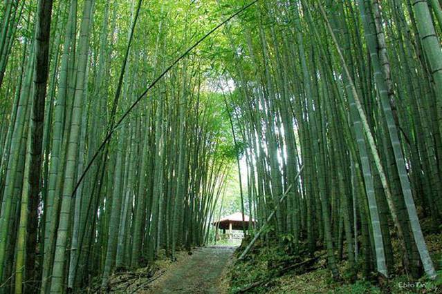 金门绿竹风情园