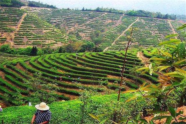 大埔县西岩茶乡度假村