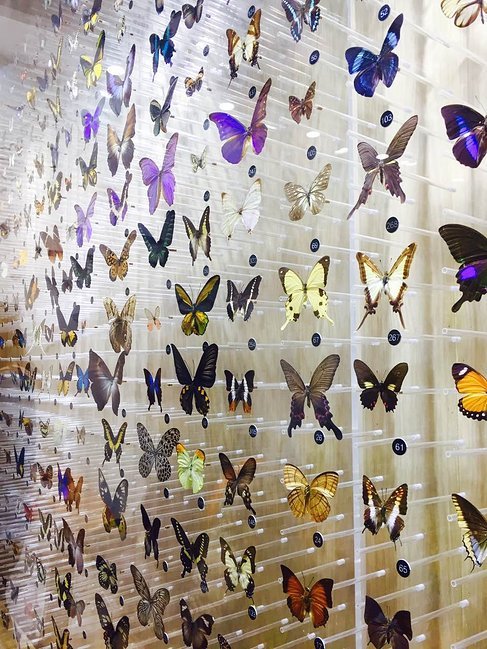 中华虎凤蝶自然博物馆