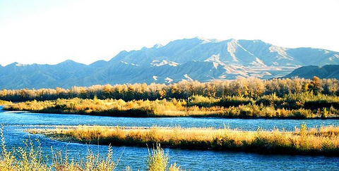 湿地古杨风景区