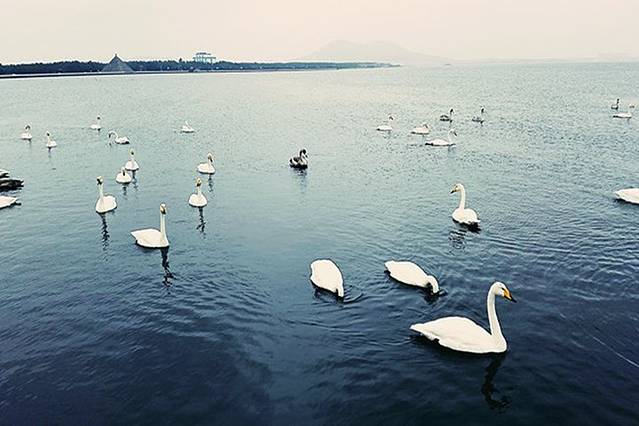 大天鹅国家级自然保护区