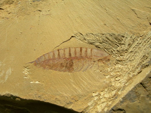 帽天山风景区-澄江动物化石群