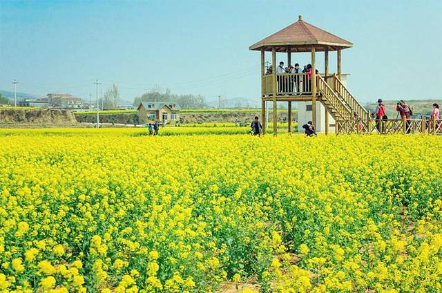 长清双泉油菜花基地