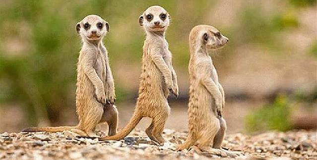 观音山萌宠动物园