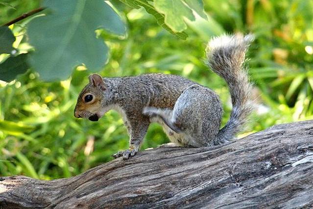 开普敦街心花园