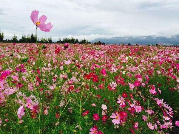 格桑花花田