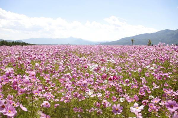 格桑花花田