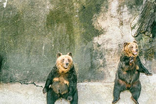 阿苏卡德利动物乐园