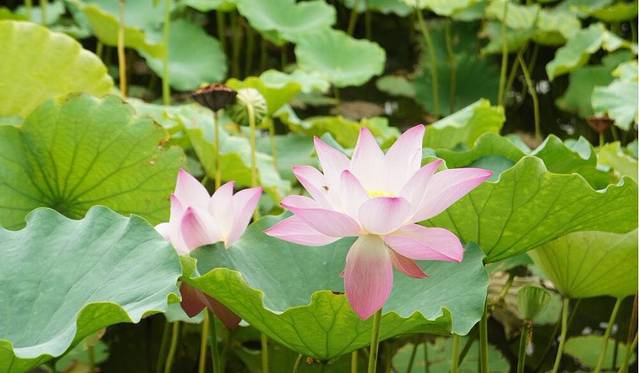 荷花奇境(三水荷花世界)