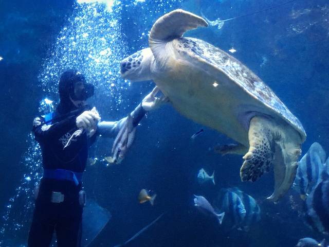 小梅沙海洋世界