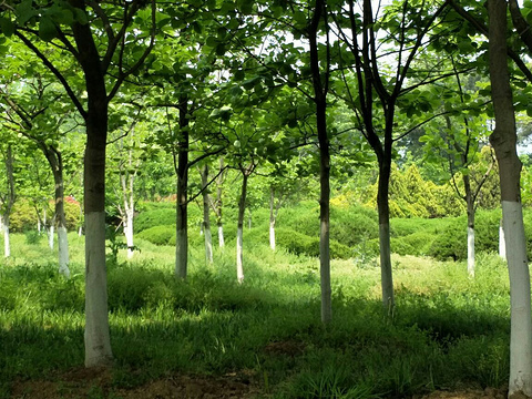 合肥植物园旅游景点图片