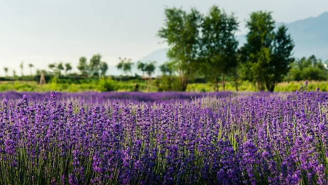 大理云海芳草薰衣草庄园