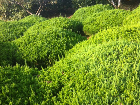 合肥植物园旅游景点图片