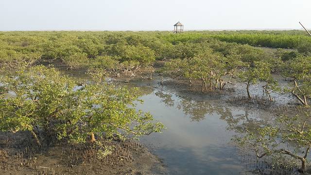北海金海湾红树林生态旅游区