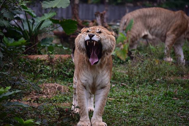 海南热带野生动植物园