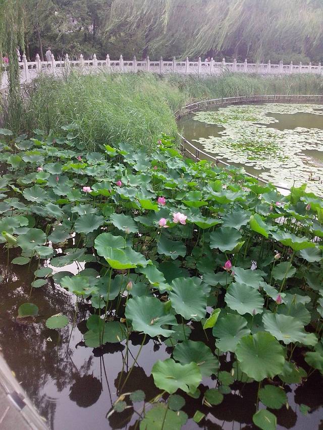 太原市文瀛公园