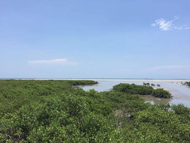 北海金海湾红树林生态旅游区