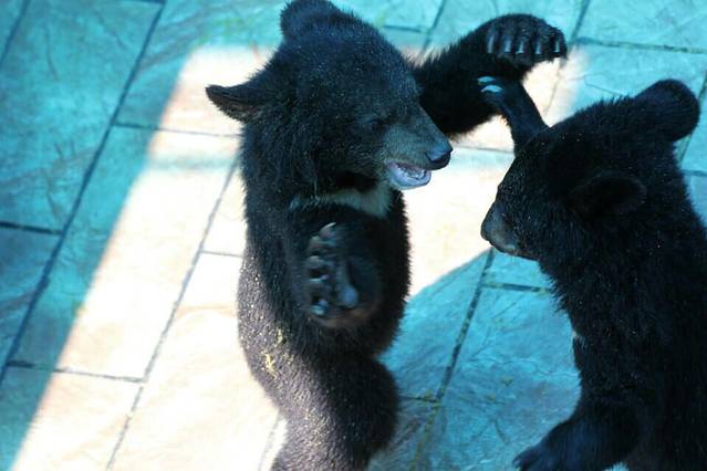 北方森林动物园