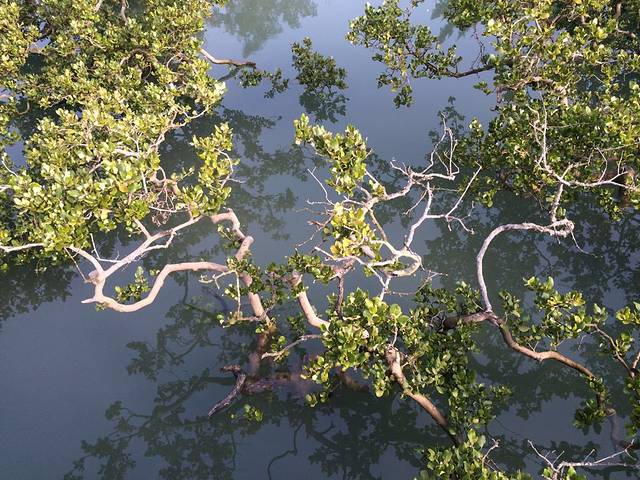 北海金海湾红树林生态旅游区
