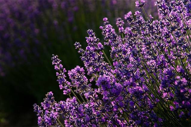 大理云海芳草薰衣草庄园