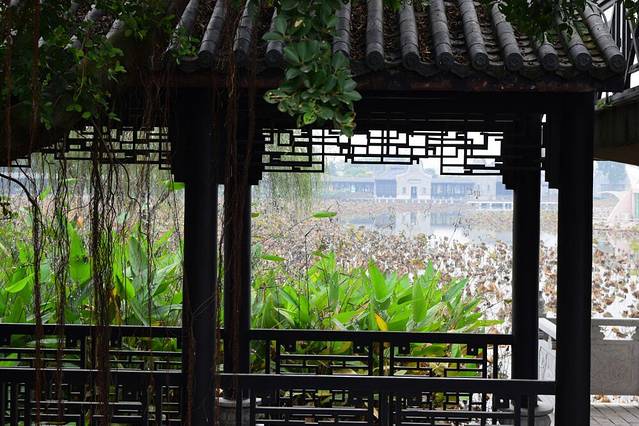 荷花奇境(三水荷花世界)