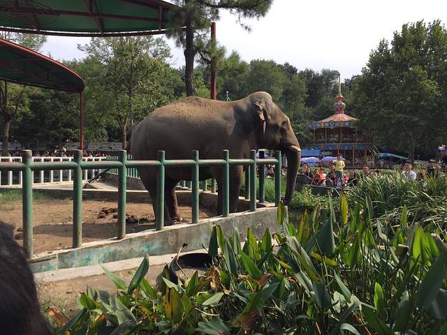 红山森林动物园